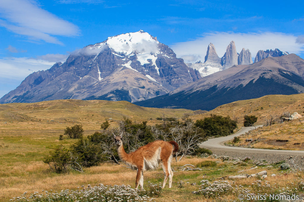 Guanako in Chile