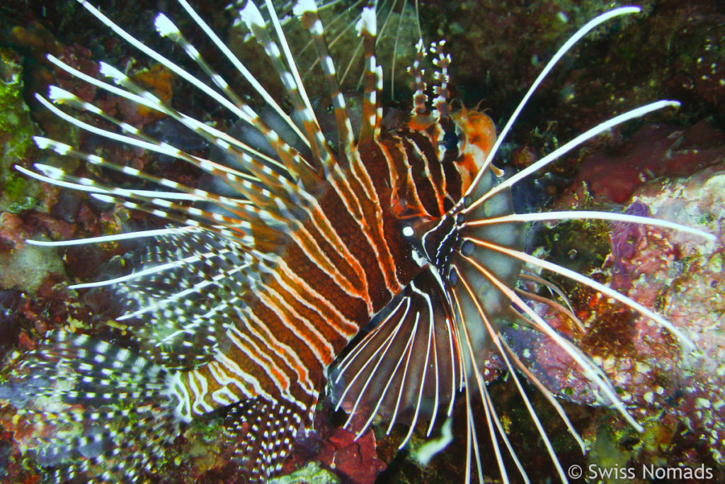 Antennen Feuerfisch Malediven