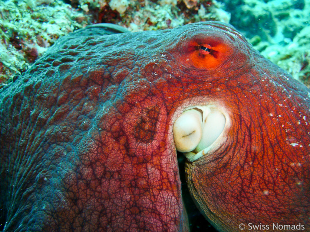Oktopuss Malediven