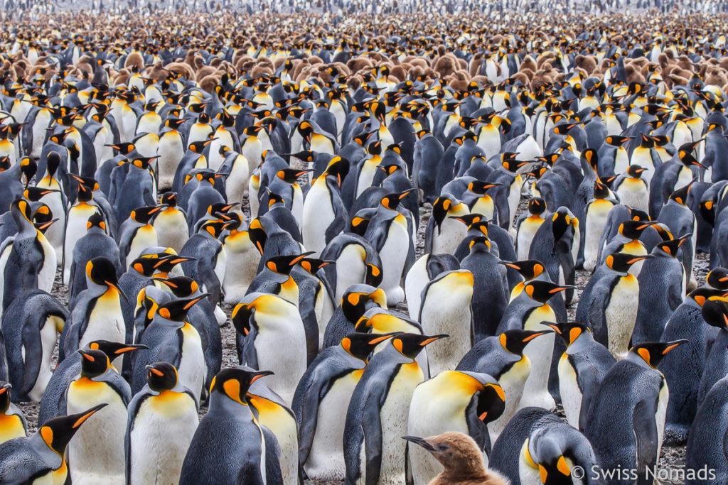 Königspinguine in Südgeorgien