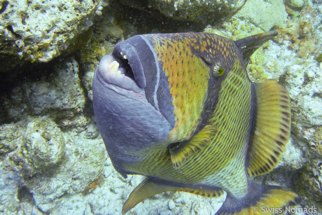 Riesen Drückerfisch Malediven