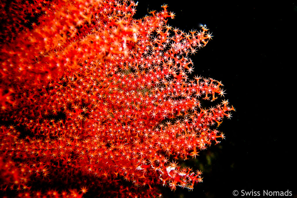 Rote Koralle Malediven