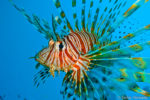 Die Fische der Malediven – Wunderwelt unter Wasser