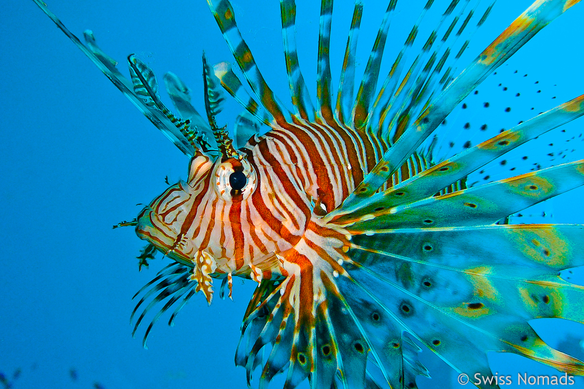 Read more about the article Die Fische der Malediven – Wunderwelt unter Wasser