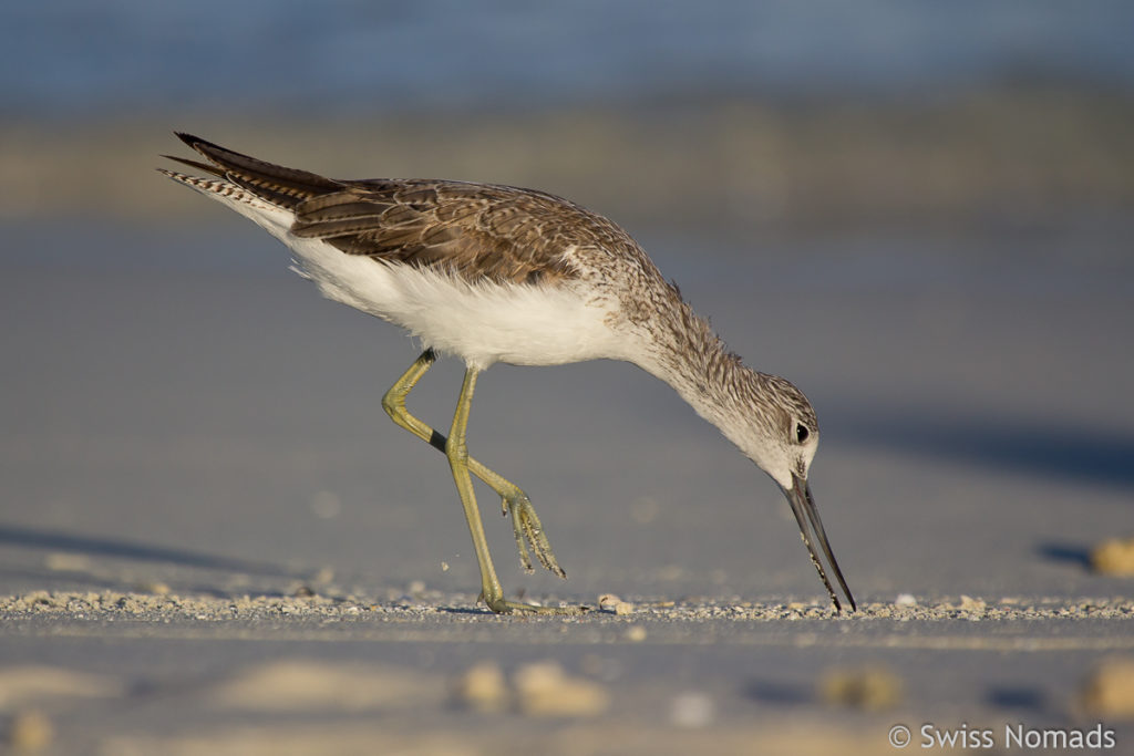 Schnepfenvogel Malediven