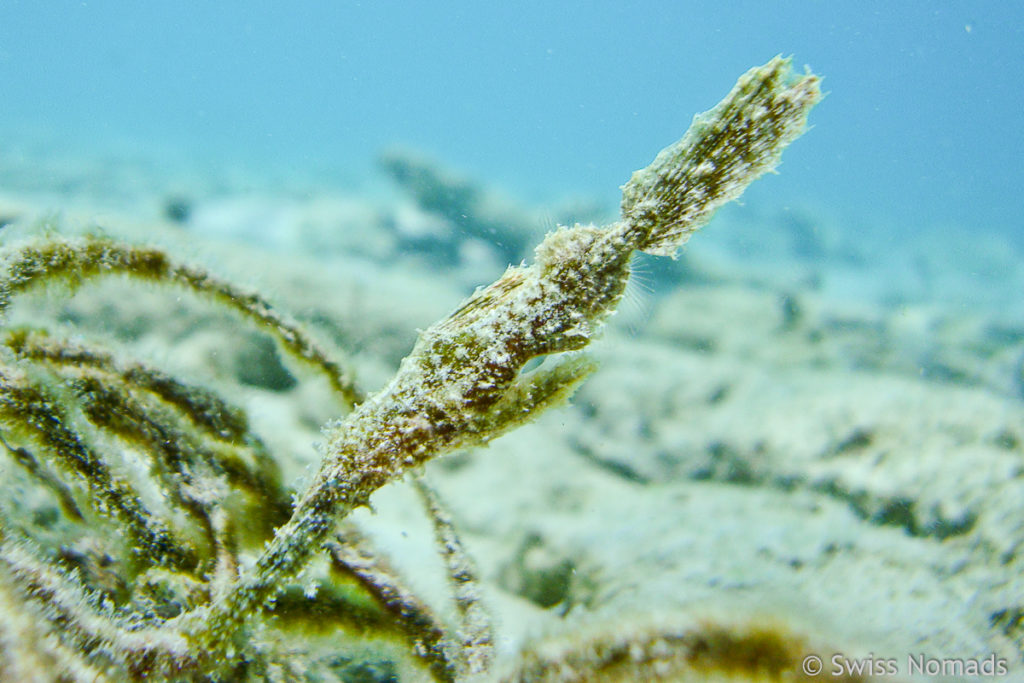 Seegras Geisterpfeifenfisch