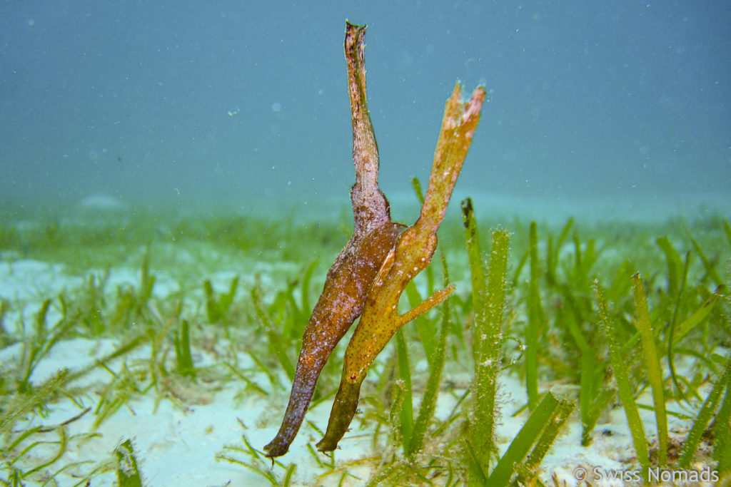 Seegras Geisterpfeifenfische