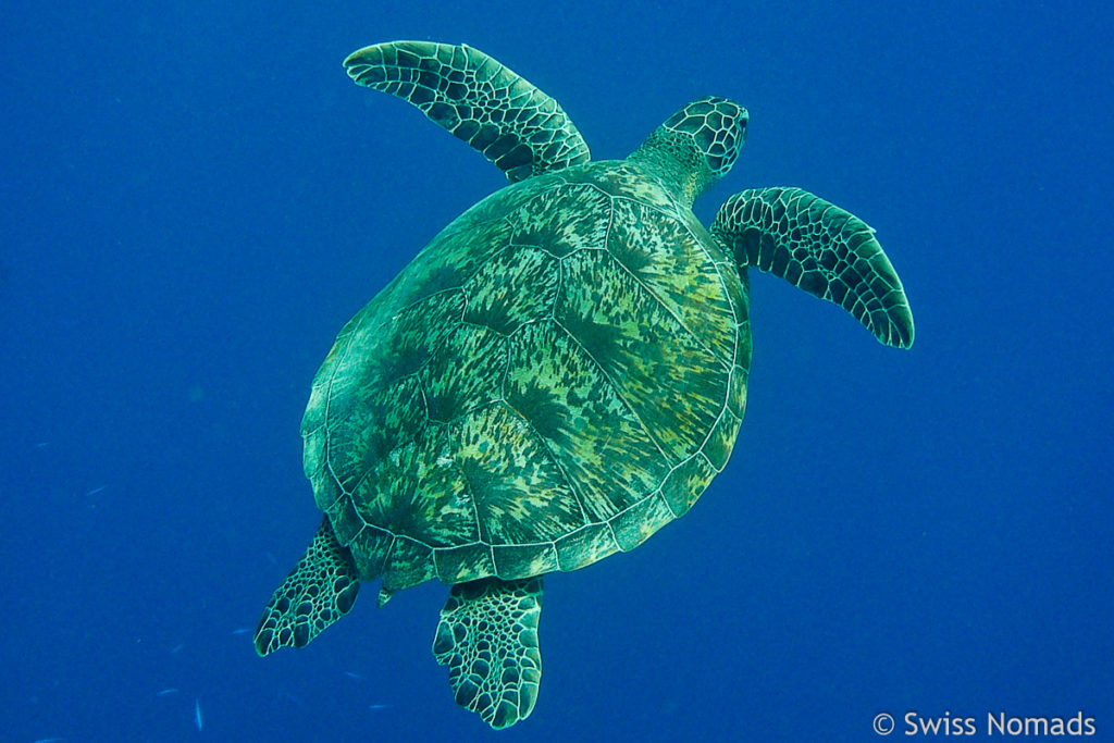 Seeschildkröte Malediven