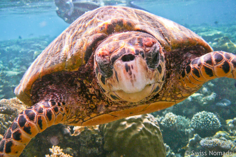 Schildkröte in der Unterwasserwelt der Malediven
