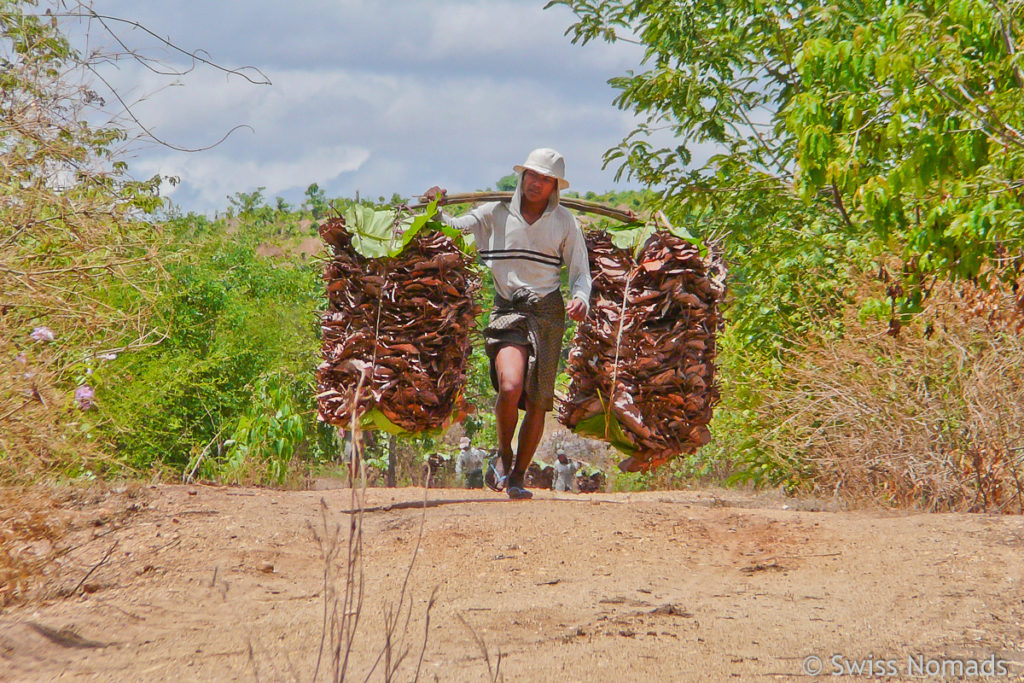 Bauer in Burma mit Blättern