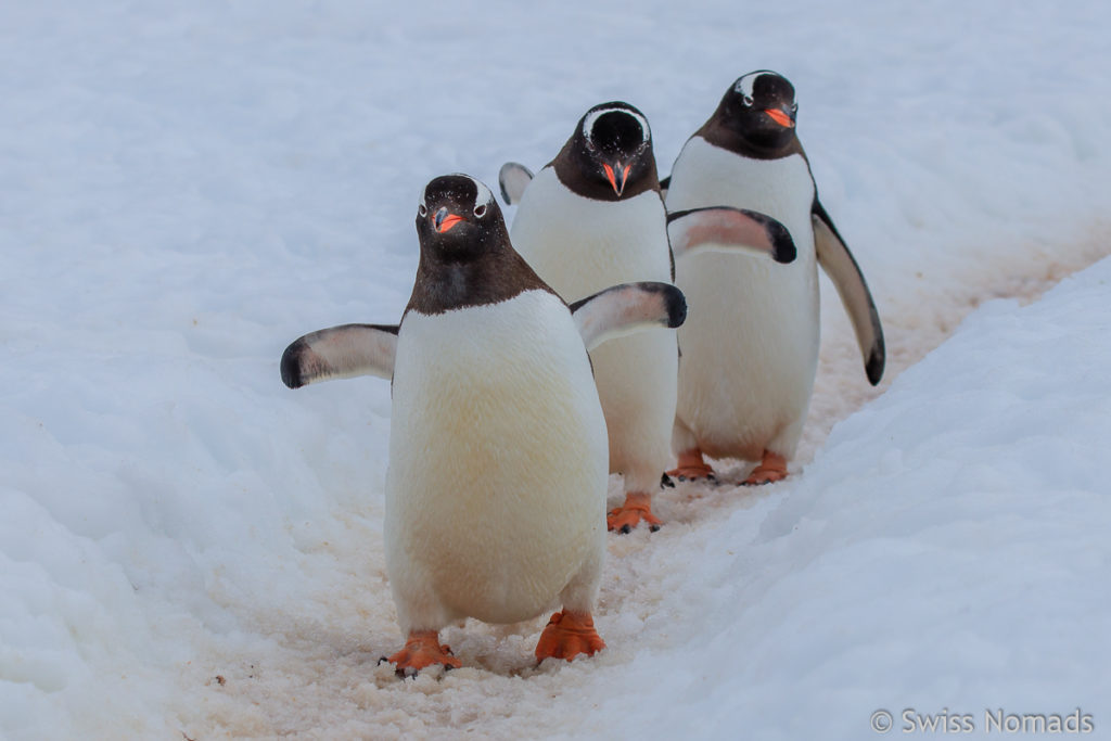 Eselspinguine auf Danco Island auf der Antarktischen Halbinsel