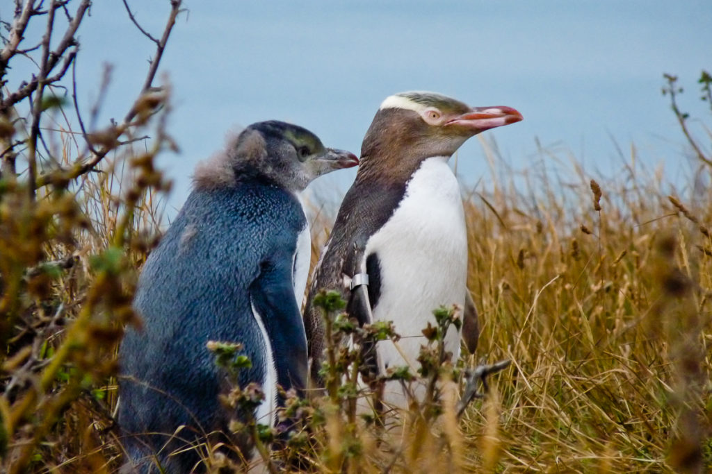 Gelbaugen Pinguine Neuseeland