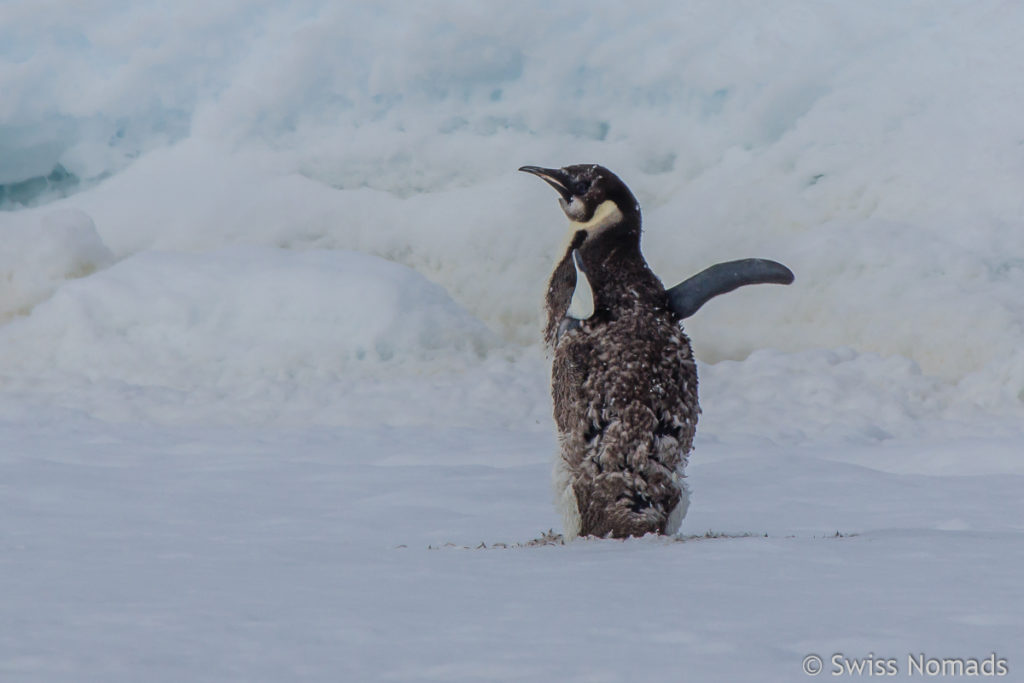 Kaiserpinguin in der Antarktis