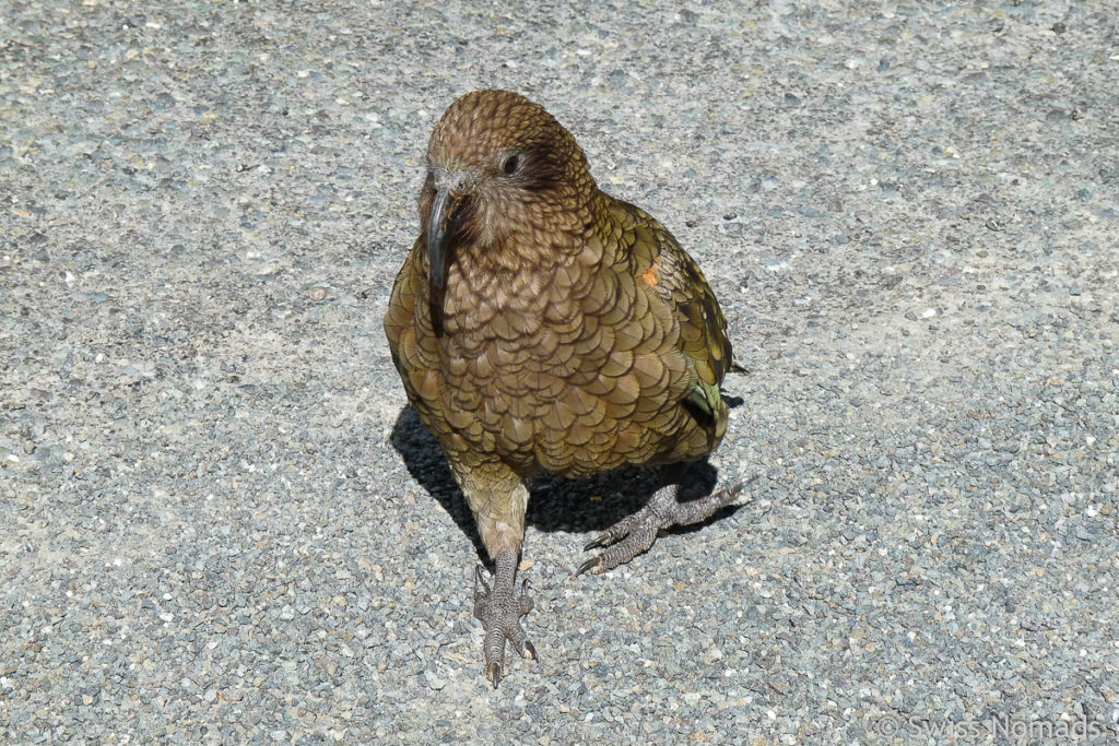 Kea Vogel in Neuseeland