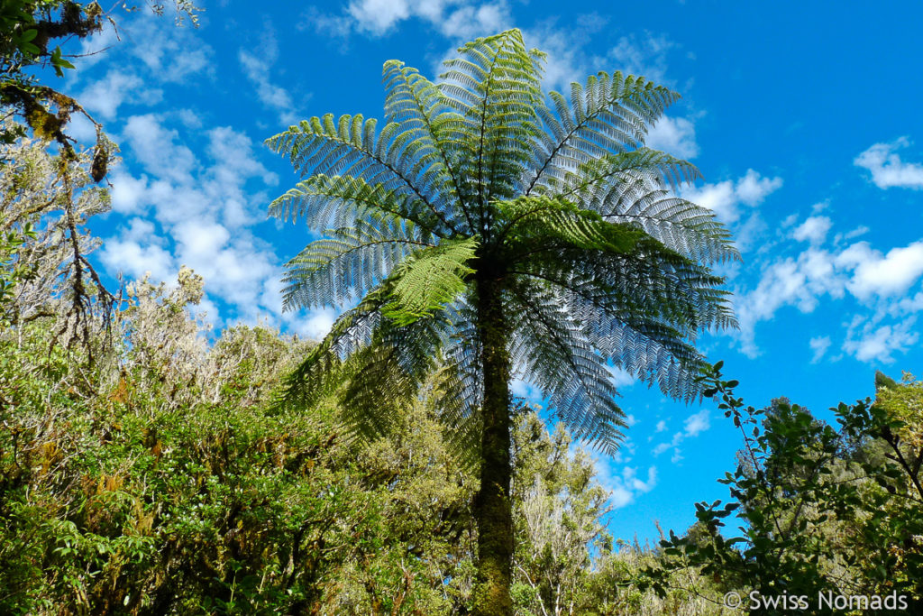 Neuseeland Riesen Farn