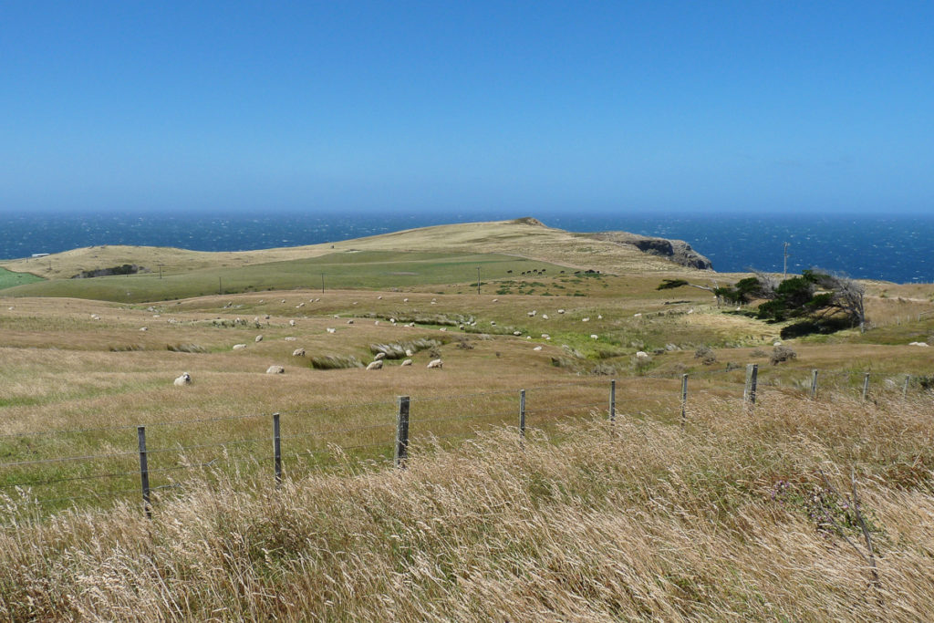 Otago Halbinsel Graslandschaft