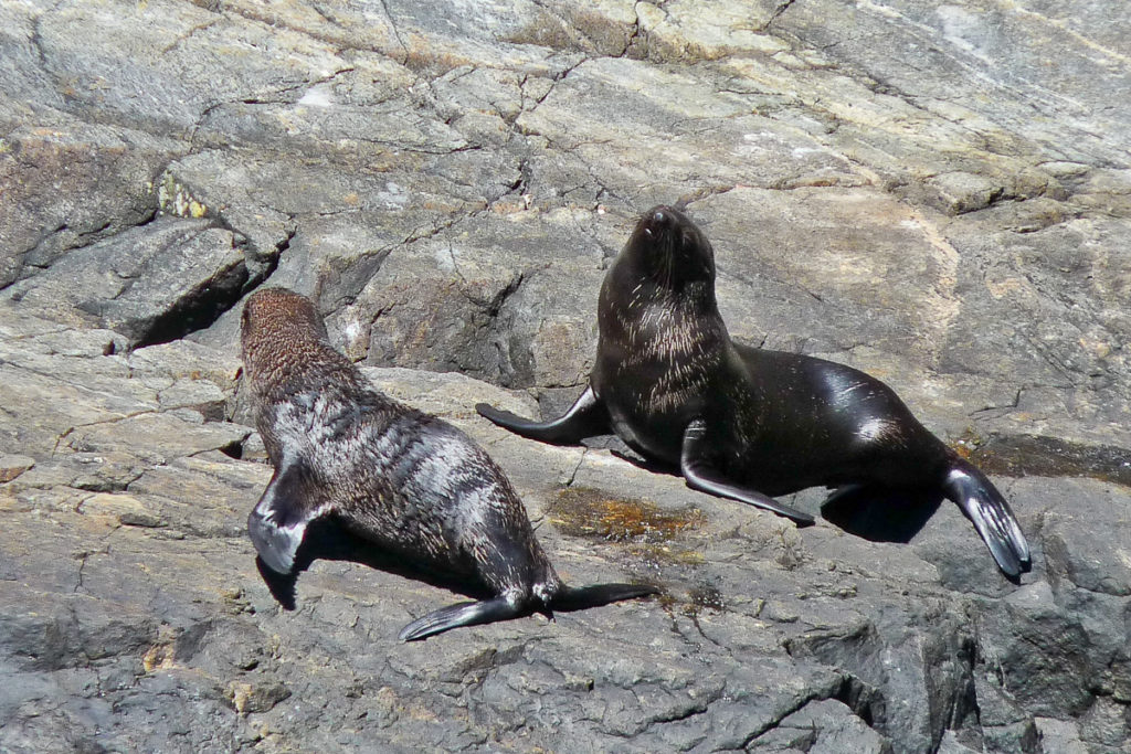 Pelzrobben Milford Sound