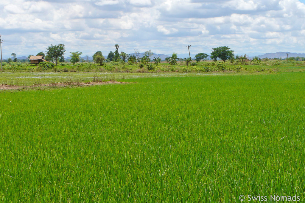 Reisfeld in Sri Ksetra, Burma
