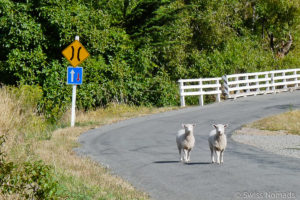 Read more about the article Roadtrip durch Neuseelands Nordinsel – Vulkane, Geysire und Wasserfälle