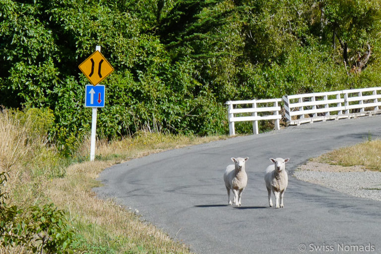 Roadtrip Neuseeland Nordinsel