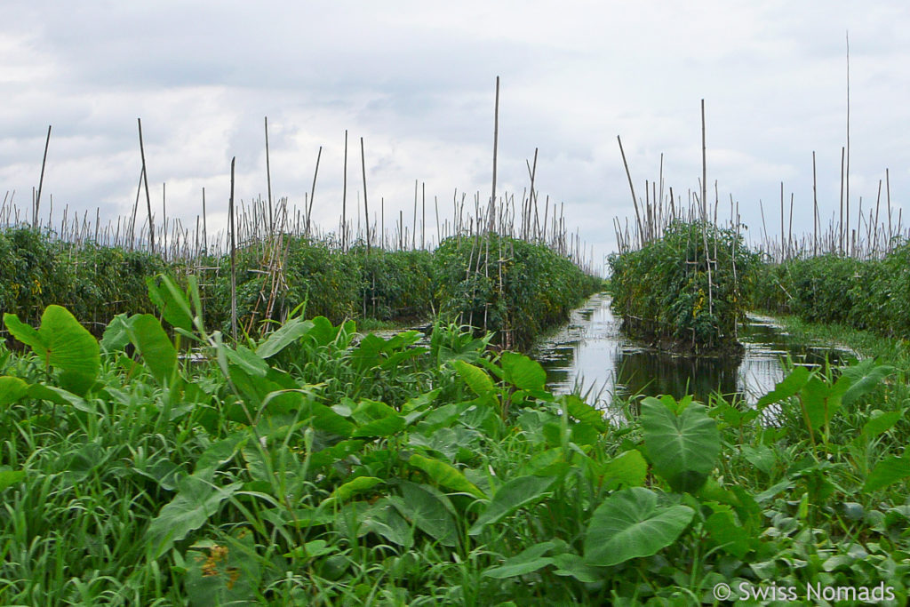 Schwimmende Gärten auf dem Inle-See