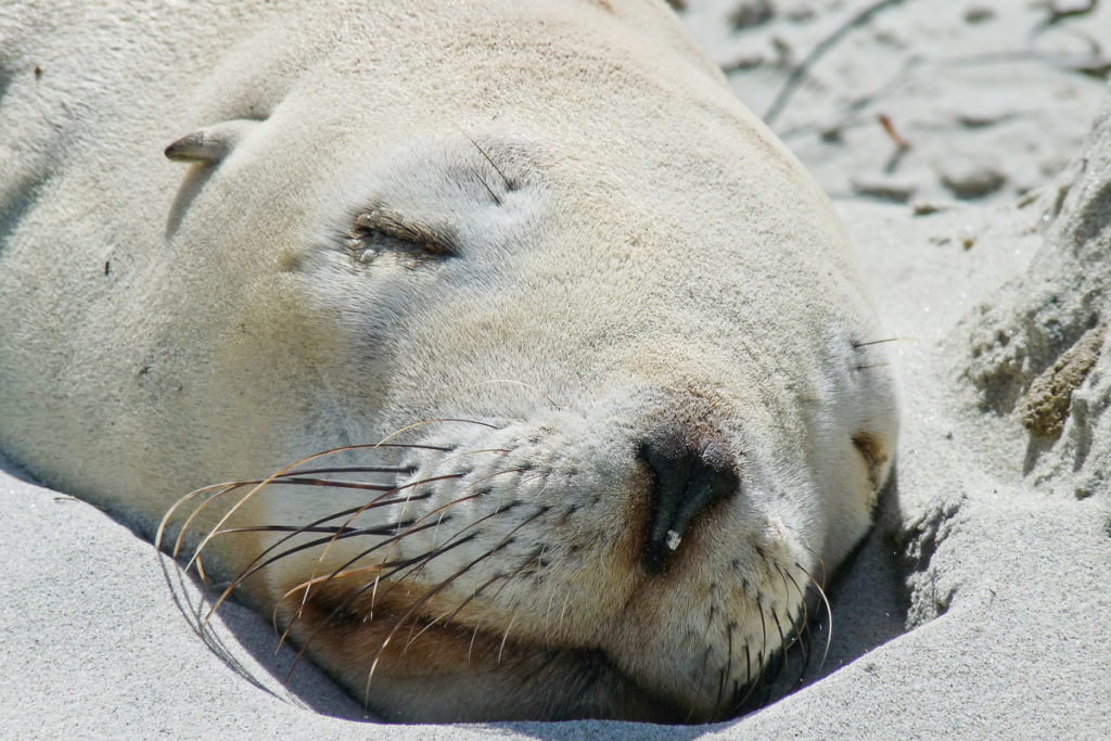 Weisser Seelöwe Ontago Halbinsel