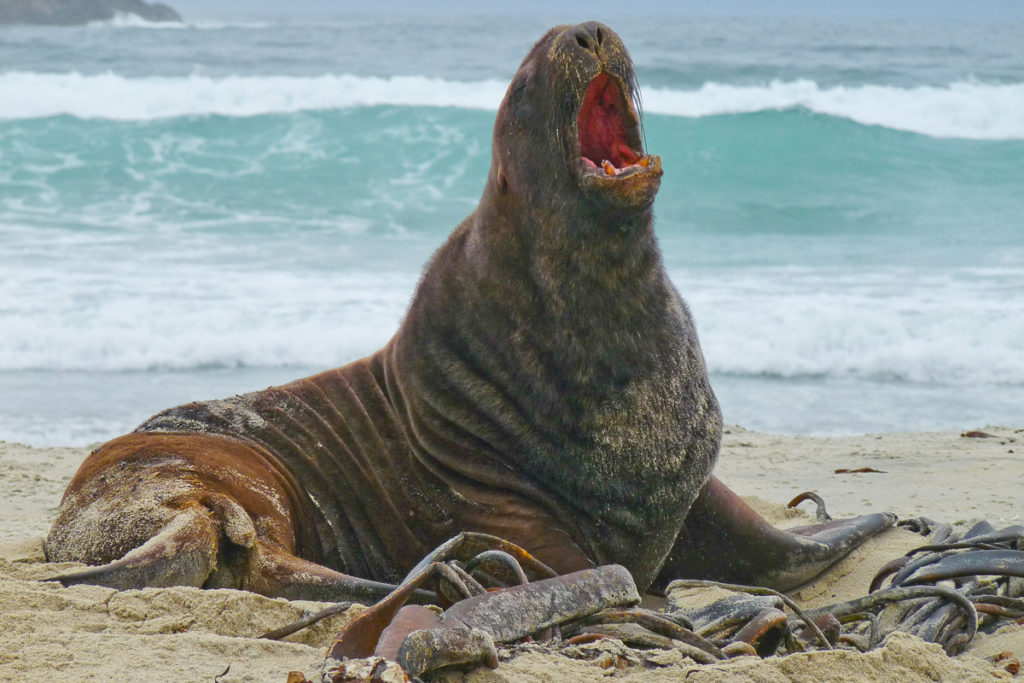 Seelöwe Otago Halbinsel