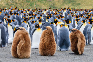 Mehr über den Artikel erfahren Südgeorgien Sehenswürdigkeiten – Wo sich Königspinguine und See-Elefanten gute Nacht sagen