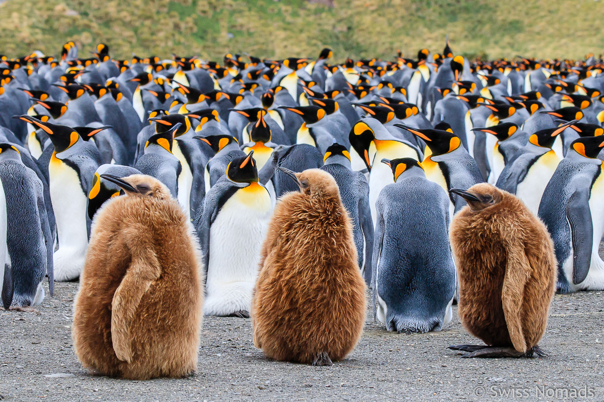 Mehr über den Artikel erfahren Südgeorgien Sehenswürdigkeiten – Wo sich Königspinguine und See-Elefanten gute Nacht sagen