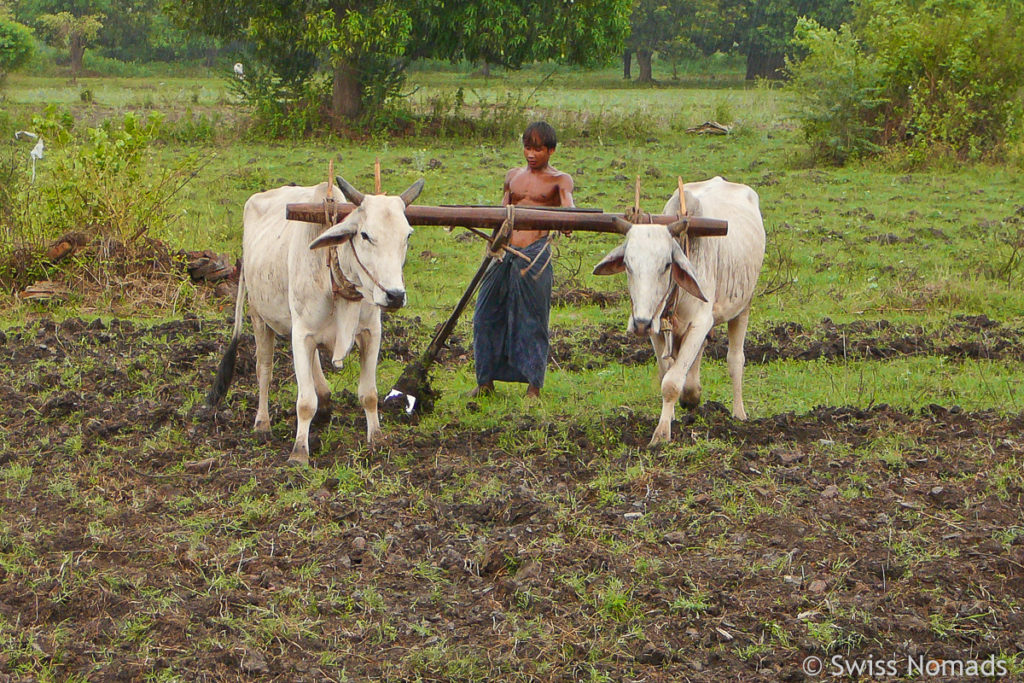 Traditionelle Landwirtschaft in Burma