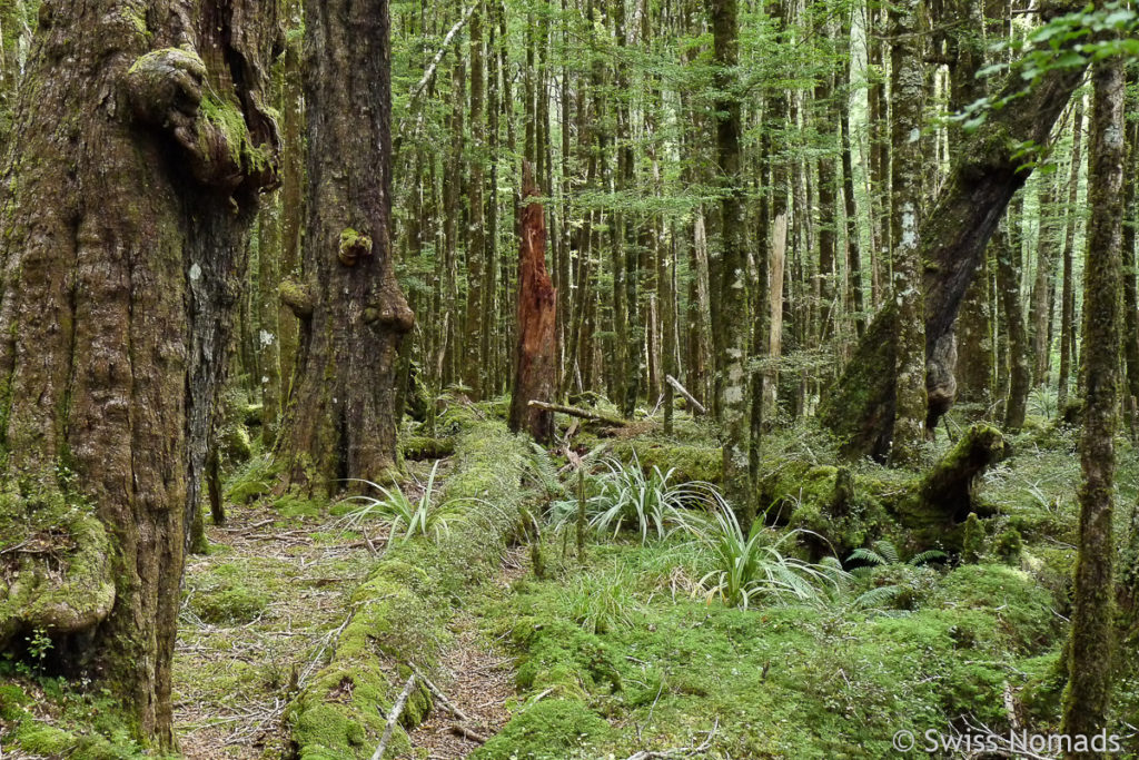 Wald bei Milford Sound