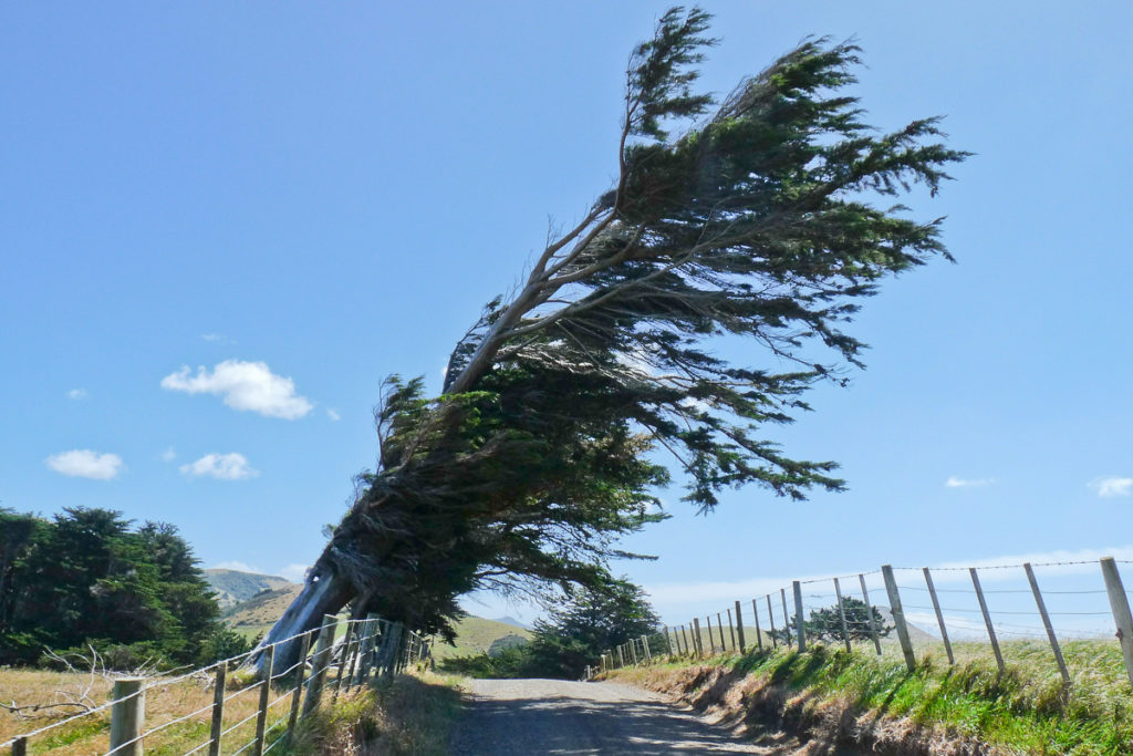 Zerzauste Bäume Ontago Halbinsel
