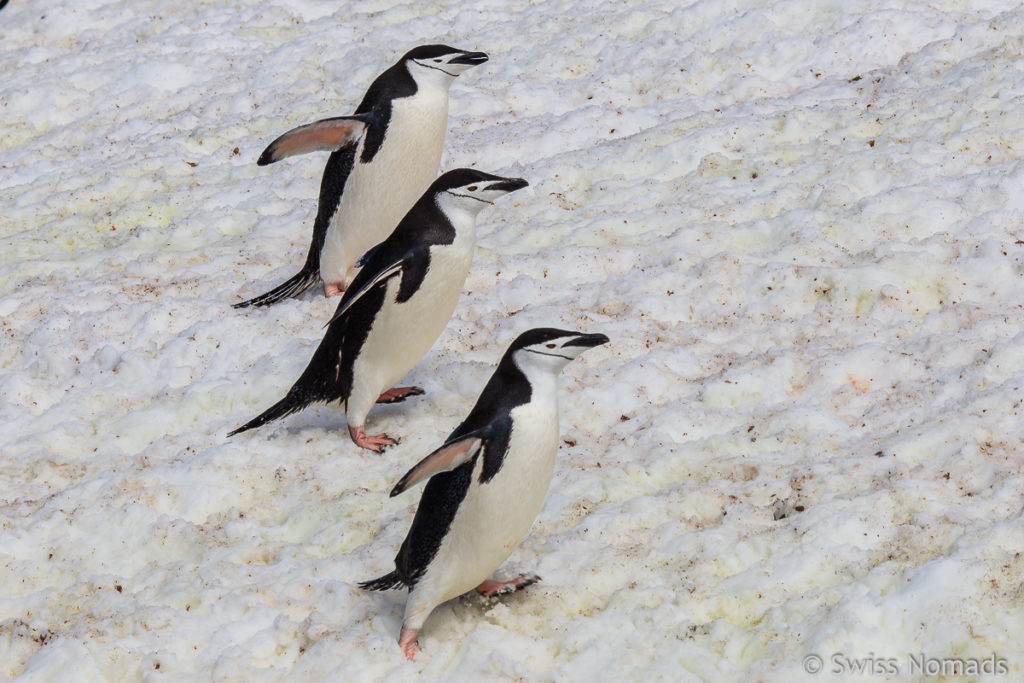 Zügelpinguine in der Antarktis