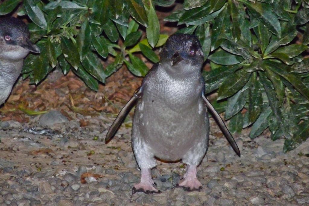 Zwergpinguin in Oamaru