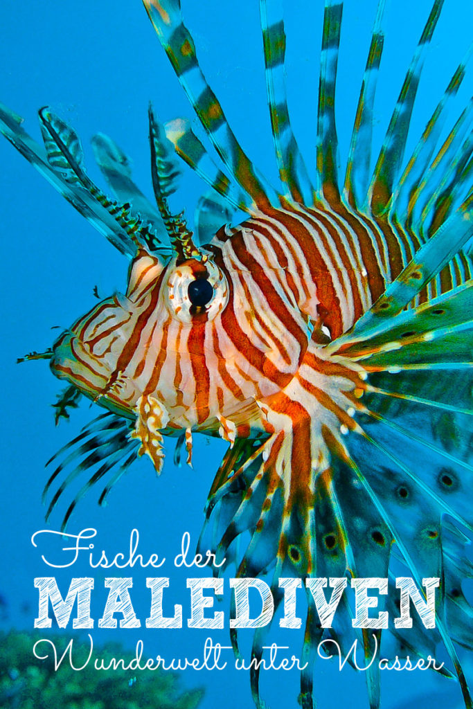 Fische Malediven Pinterest