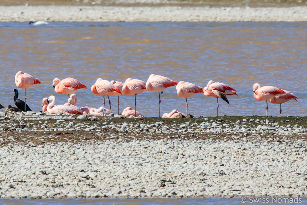 Flamingos beim Mirador de Aves