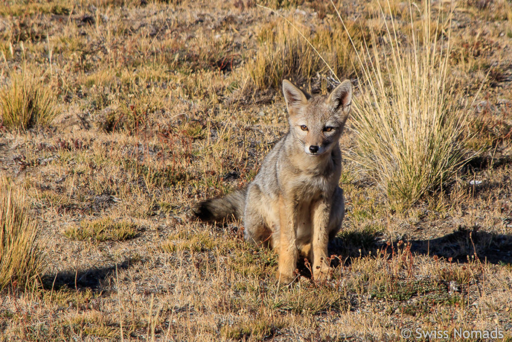 Fuchs in Patagonien