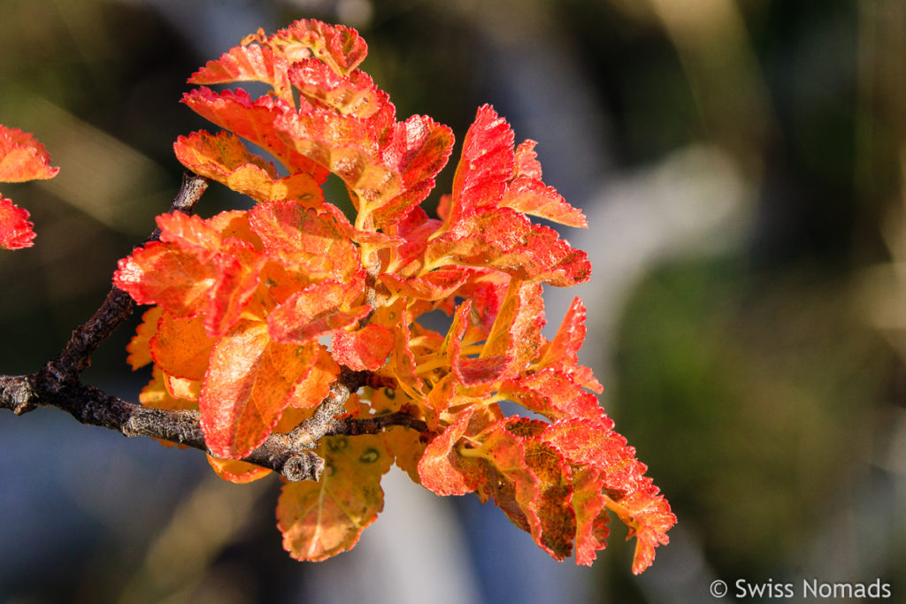 Südbuche Herbstfarben