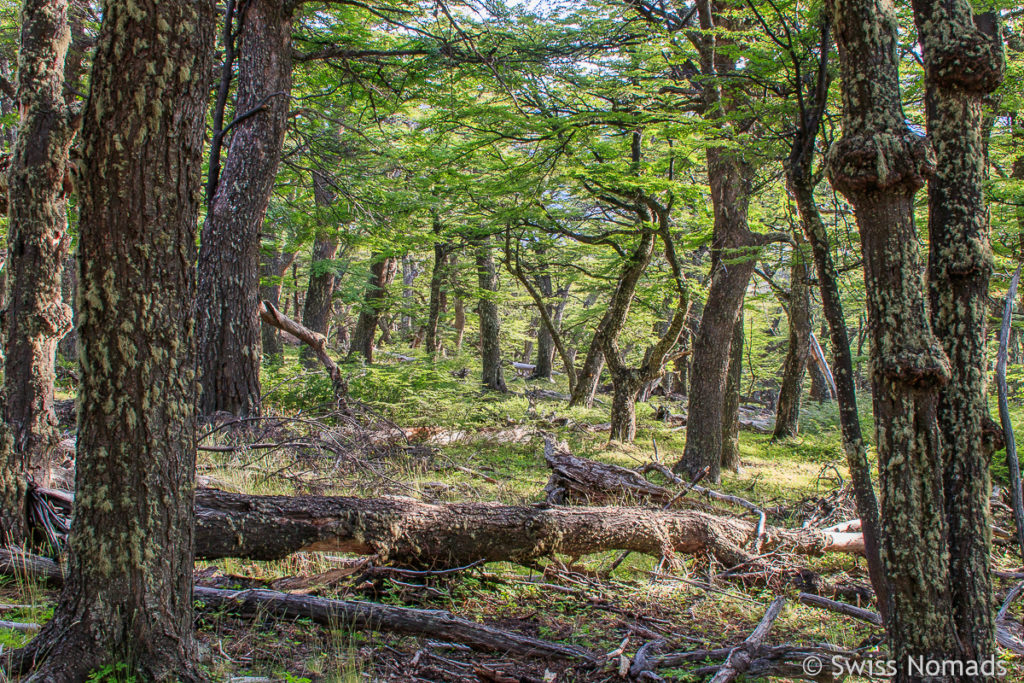 Südbuchenwald in Patagonien