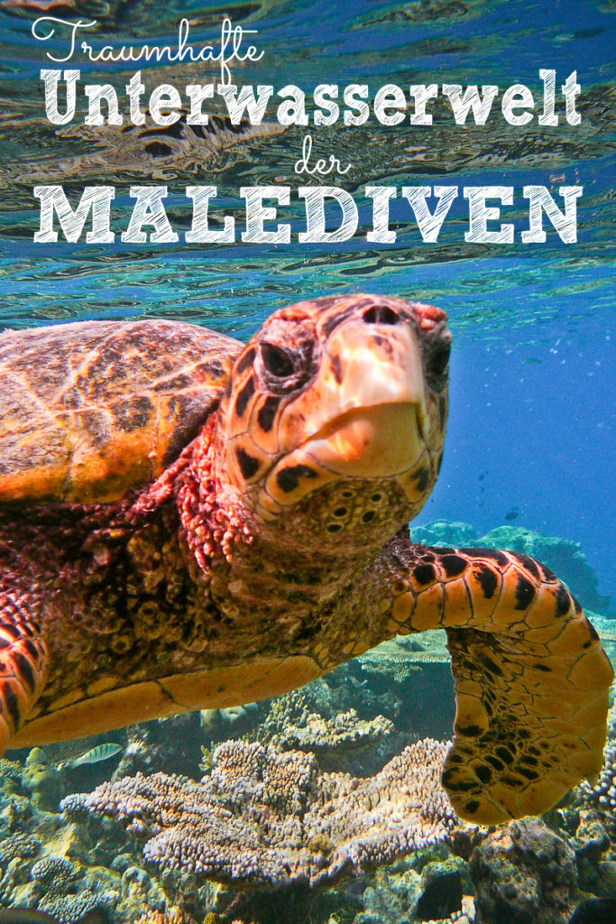 Unterwasserwelt Malediven Pinterest