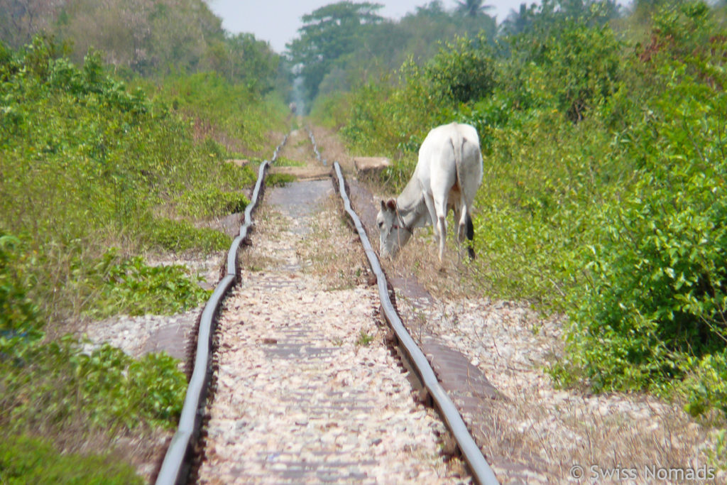 Kuh vor dem Bamboo Train in Battambang