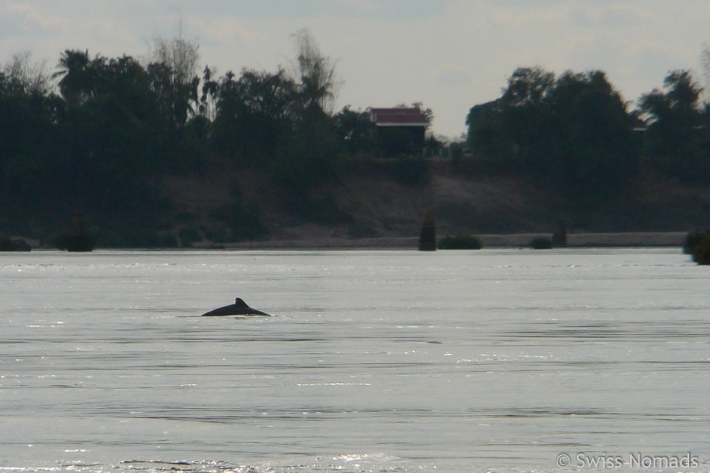 Irawadi Delfin im Mekong