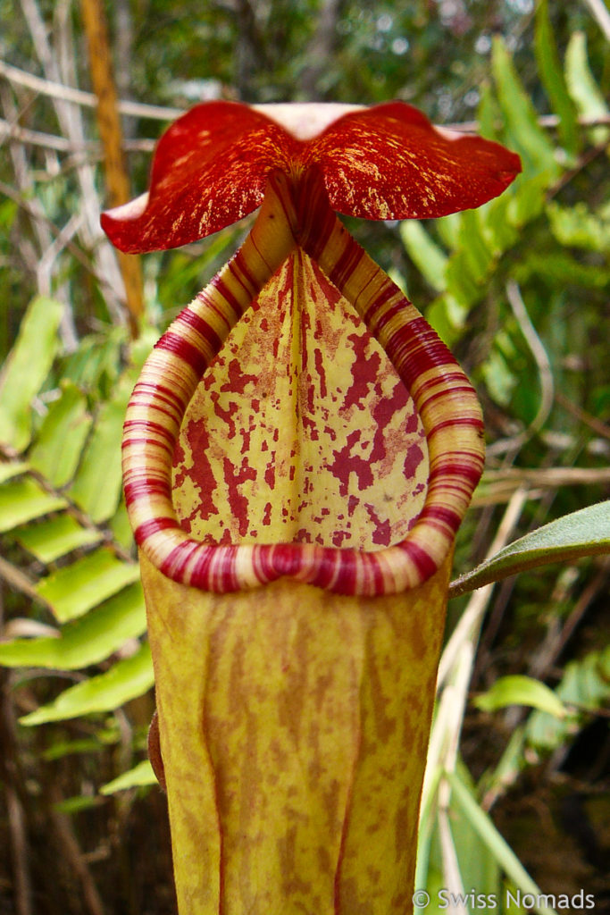 Kannenpflanze im Bokor Mountain Nationalpark