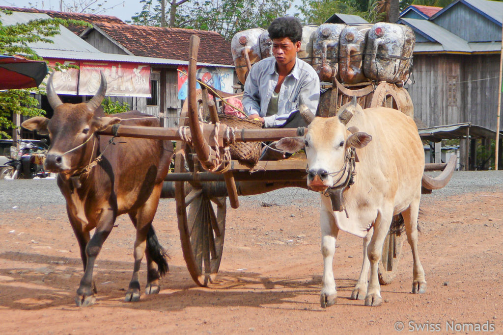 Ochsen Karren in Kambodscha