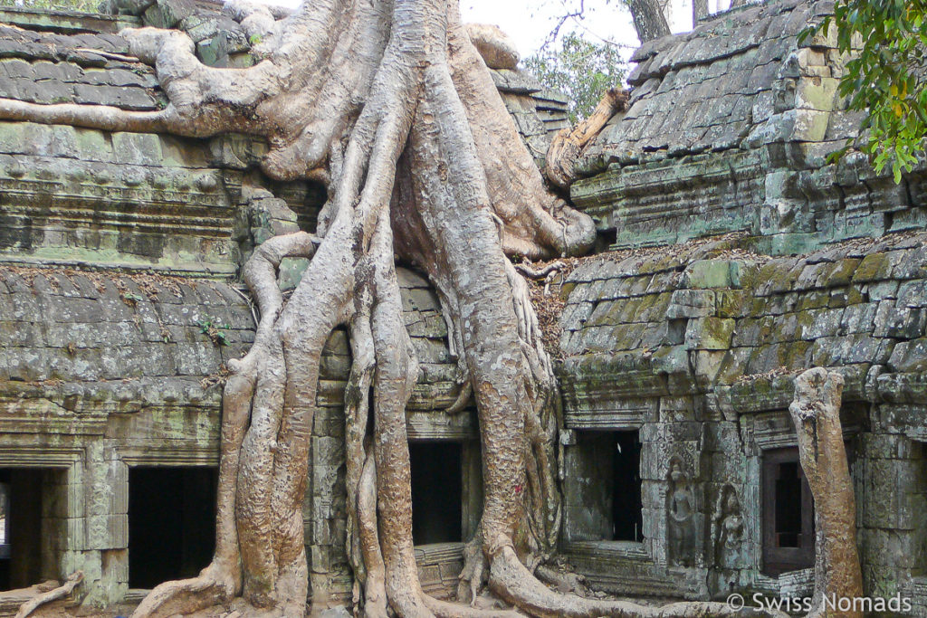 Ta Prohm Baum