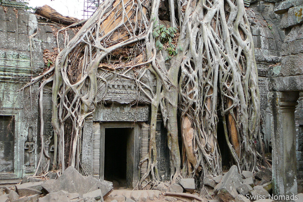 Ta Prohm Wurzeln