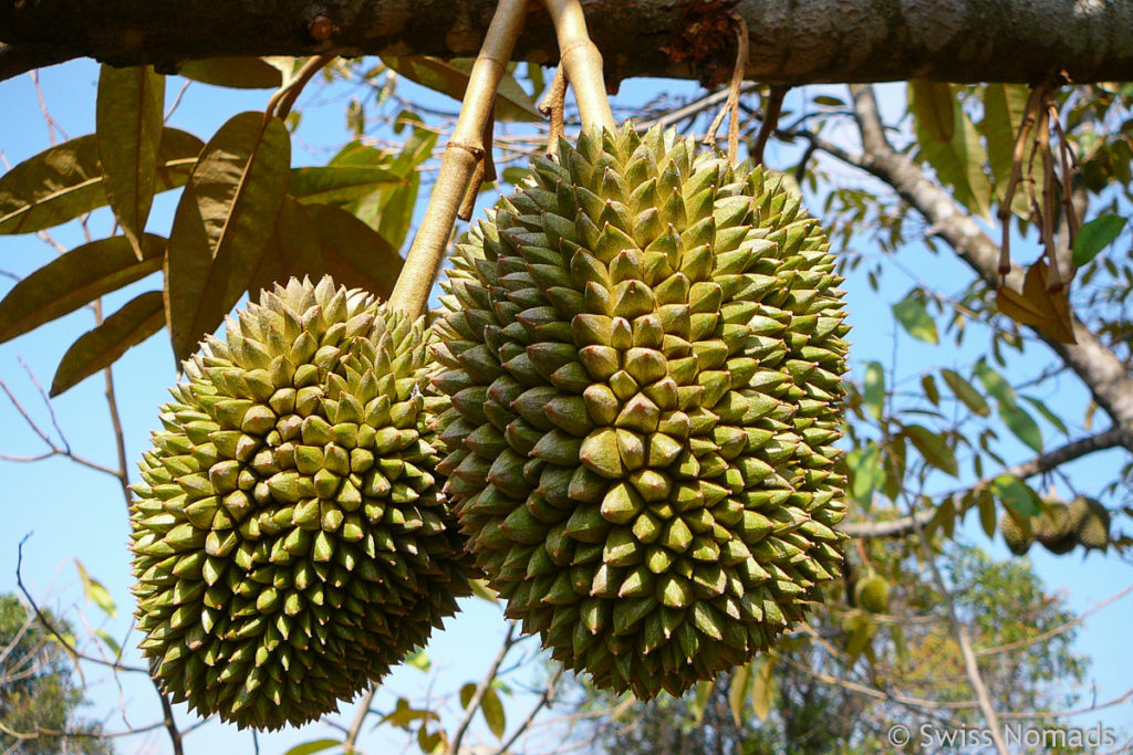 Bolaven-Plateau Durian