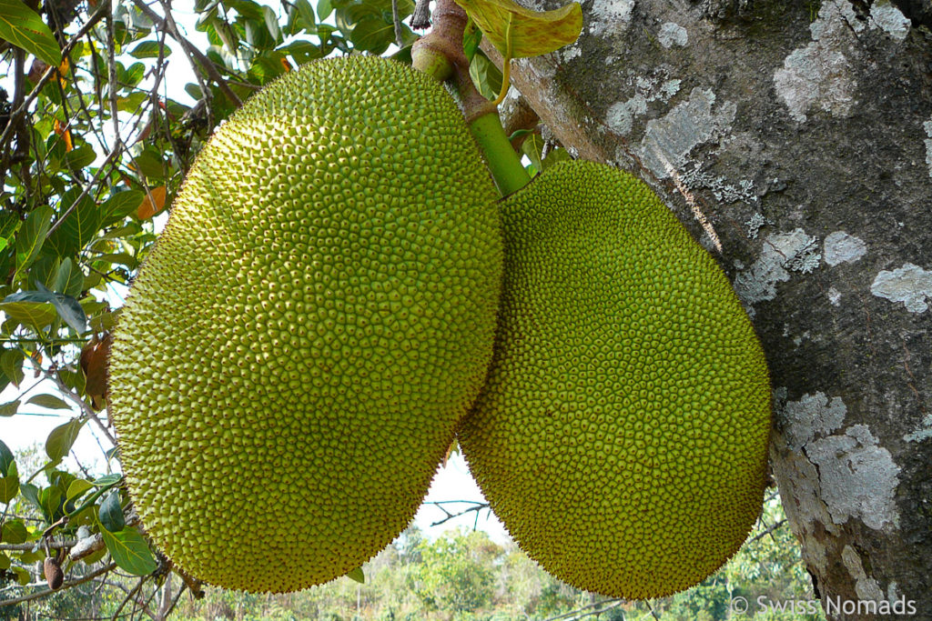 Bolaven-Plateau Jackfruit