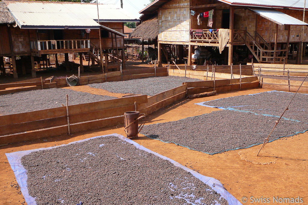 Kaffee trocknen auf dem Bolaven-Plateau