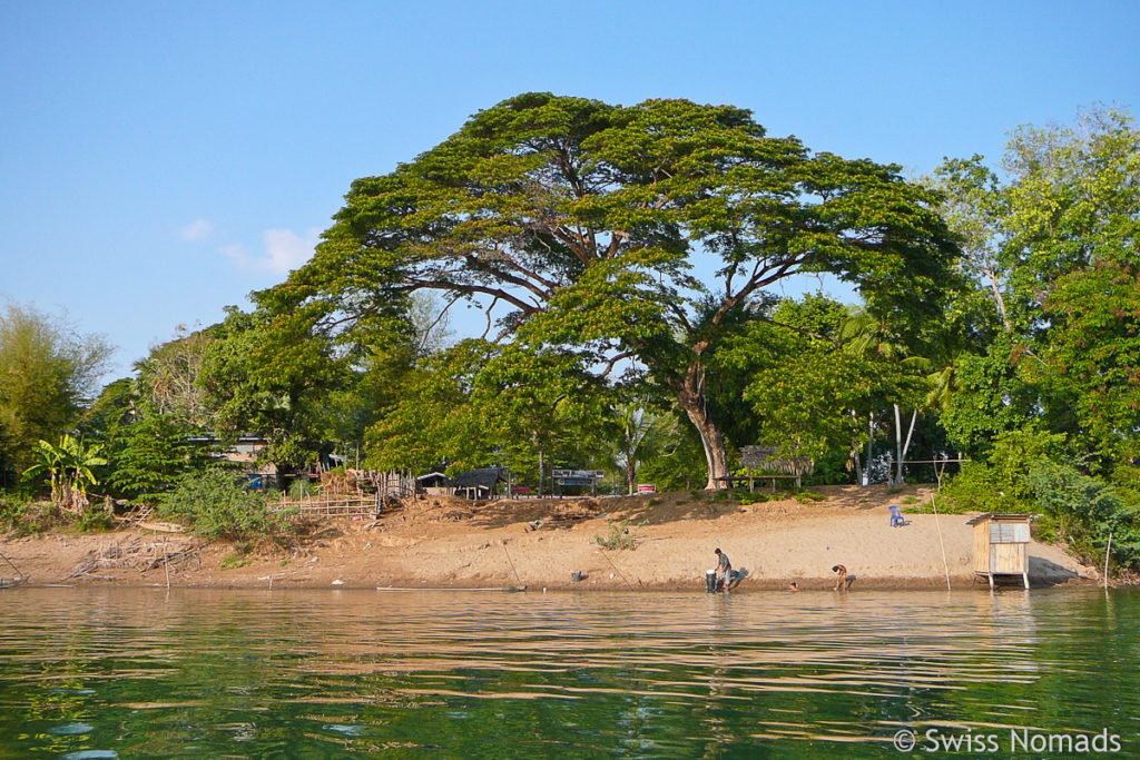 Baum auf Don Det in Laos